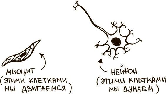 Укротители лимфоцитов и другие неофициальные лица