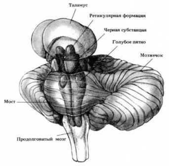 Книга вампиров