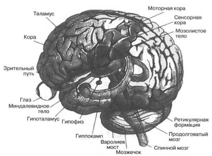 Мозг рассказывает. Что делает нас людьми