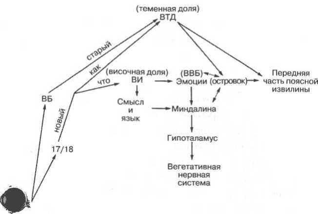 Мозг рассказывает. Что делает нас людьми