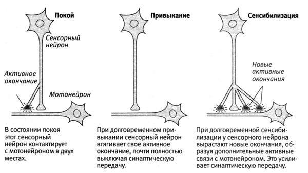 В поисках памяти