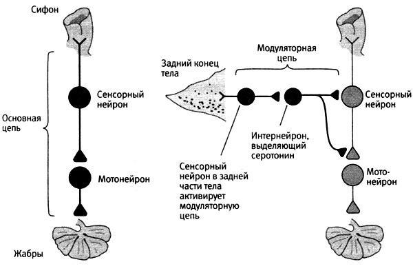 В поисках памяти