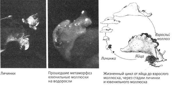 В поисках памяти