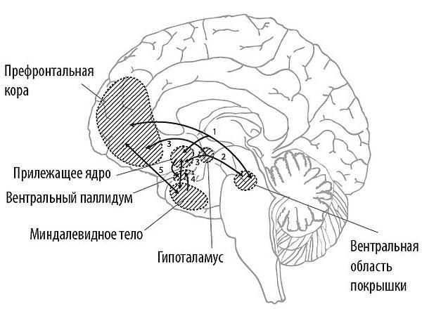 Химия любви. Научный взгляд на любовь, секс и влечение