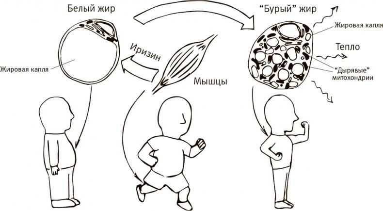 Кто бы мог подумать! Как мозг заставляет нас делать глупости