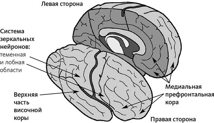 Майндсайт. Новая наука личной трансформации