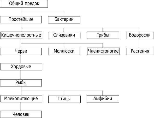 Интеллектика. Как работает ваш мозг