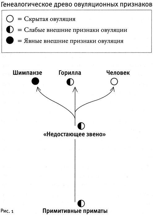 Почему нам так нравится секс