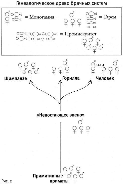 Почему нам так нравится секс