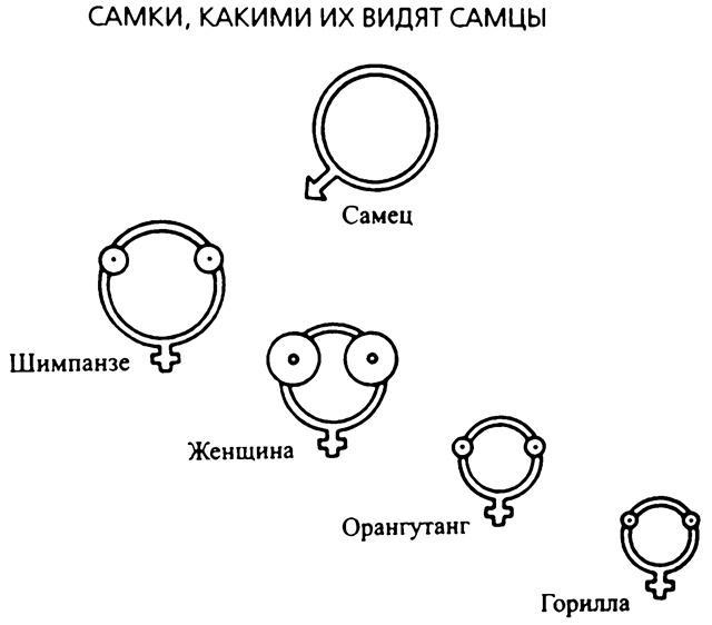 Третий шимпанзе