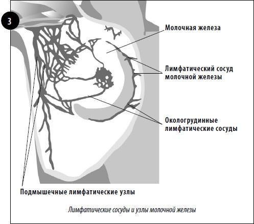 Упражнения для увеличения груди