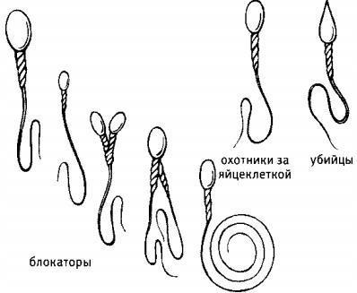 Любовь и секс. Как мы ими занимаемся