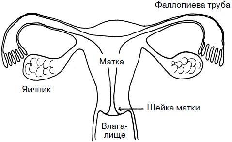 Целительные точки нашего тела. Практический атлас