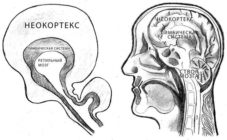 Совершенный мозг