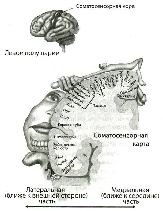 Мозг и любовь. Секреты практической нейробиологии