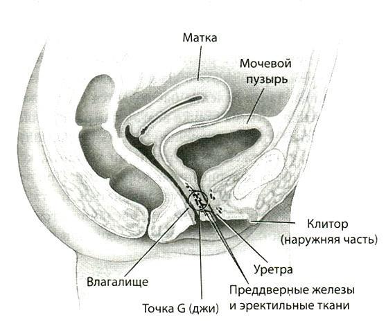 Мозг и любовь. Секреты практической нейробиологии