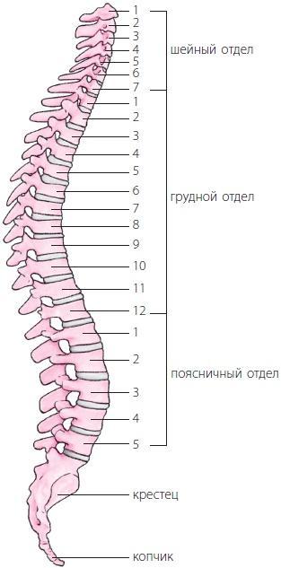 3 лучшие системы от боли в спине