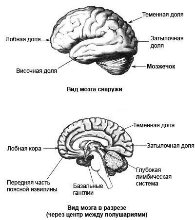 Измени свой мозг - изменится и тело!