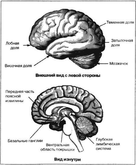 Великолепный мозг в любом возрасте