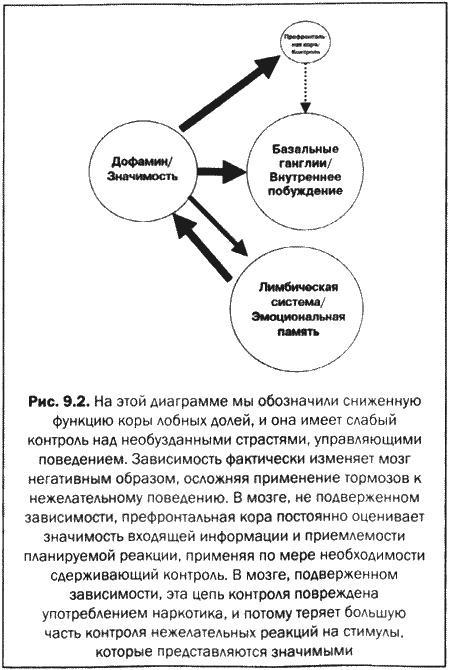 Великолепный мозг в любом возрасте