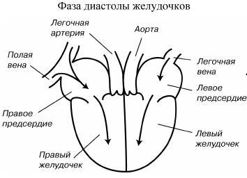 Детское сердечко