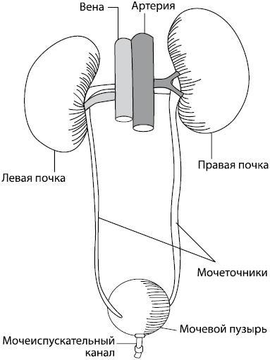 Здоровое сердце