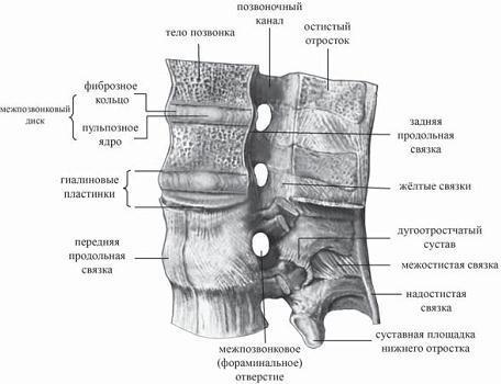 Остеохондроз для профессионального пациента