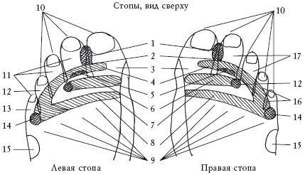 Здоровье ваших ног