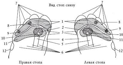 Здоровье ваших ног