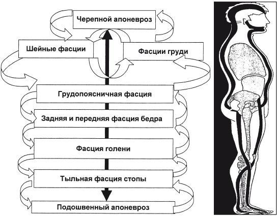 Массаж и лечебная физкультура