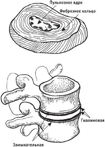 Первая скрипка позвоночника. Революционная методика лечения остеохондроза