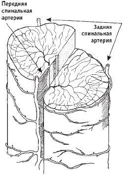 Первая скрипка позвоночника. Революционная методика лечения остеохондроза