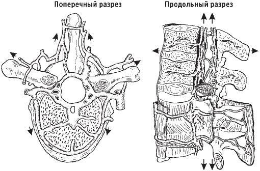 Первая скрипка позвоночника. Революционная методика лечения остеохондроза