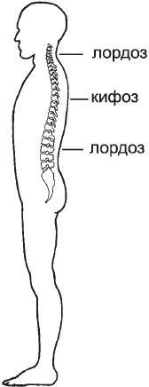 Первая скрипка позвоночника. Революционная методика лечения остеохондроза