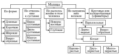 Атлас профессионального массажа