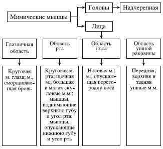 Атлас профессионального массажа