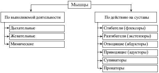 Атлас профессионального массажа