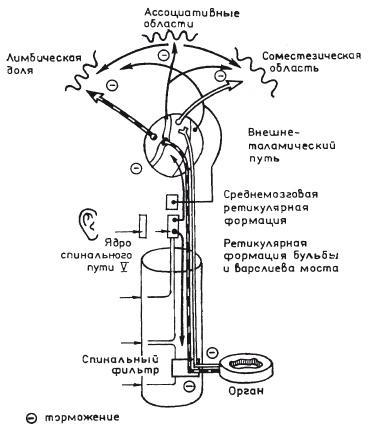 Атлас профессионального массажа