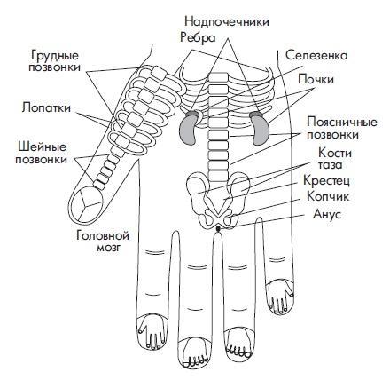 Шунгит, су-джок, вода - для здоровья тех, кому за...