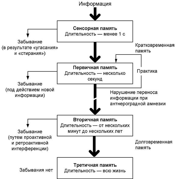 Здоровый мужчина в вашем доме