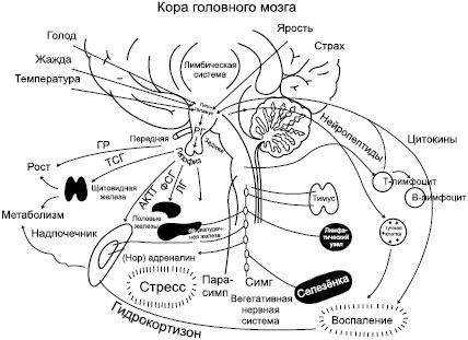 Избавление от паразитов: лямблий, червей, глистов