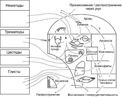 Избавление от паразитов: лямблий, червей, глистов