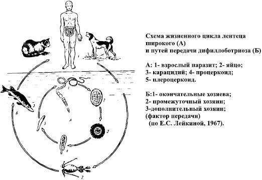 Избавление от паразитов: лямблий, червей, глистов