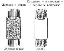 Остеопороз. Тихая эпидемия XXI века