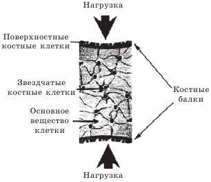 Остеопороз. Тихая эпидемия XXI века