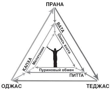 Аюрведа. Философия и травы