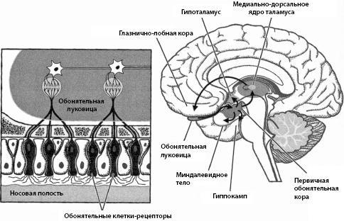 Тайны мозга вашего ребенка