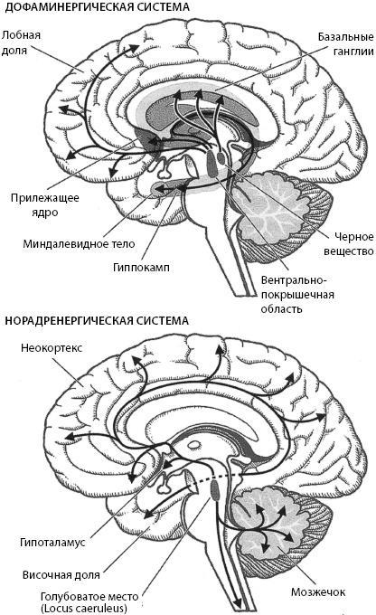 Тайны мозга вашего ребенка