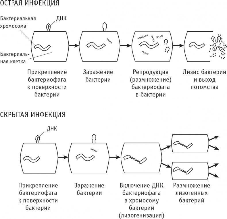 Многоликий вирус. Тайны скрытых инфекций