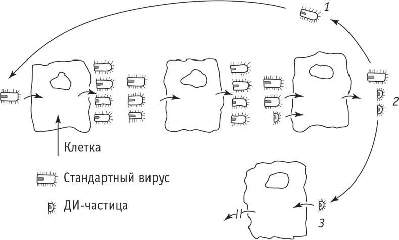 Многоликий вирус. Тайны скрытых инфекций